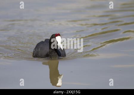 Kammblaesshuhn, Fulica cristata, Haubenkot Stockfoto