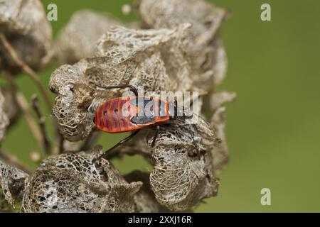 Feuerwehreinsatz, Pyrrhocoris apterus, Feuerwehreinsatz Stockfoto