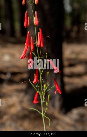 Ein Beardlip Penstemon (Penstemon barbatus), der in den Jemez Mountains in New Mexico gefunden wurde Stockfoto