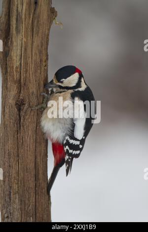 Großspecht, männlich, Dendrocopos Major, Syn Picoides Major, Großspecht, männlich Stockfoto