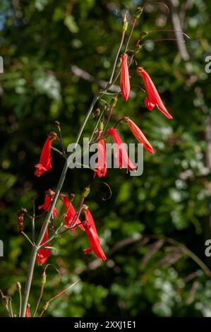 Ein Beardlip Penstemon (Penstemon barbatus), der in den Jemez Mountains in New Mexico gefunden wurde Stockfoto