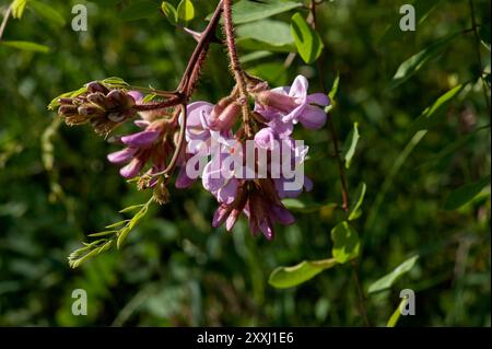 Eine New Mexico Locust (Robinia neomexicana), die in den Jemez-Bergen von New Mexico gefunden wurde Stockfoto