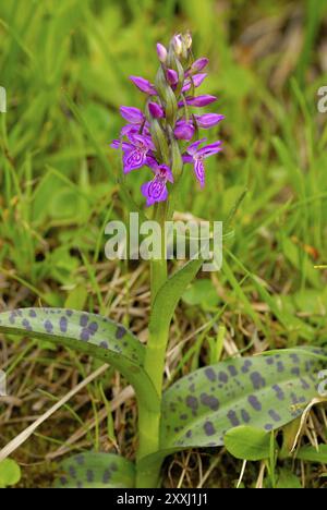 Breitblättrige Orchidee, Dactylorhiza majalis, westliche Sumpforchidee auf einer Wiese in österreich Stockfoto