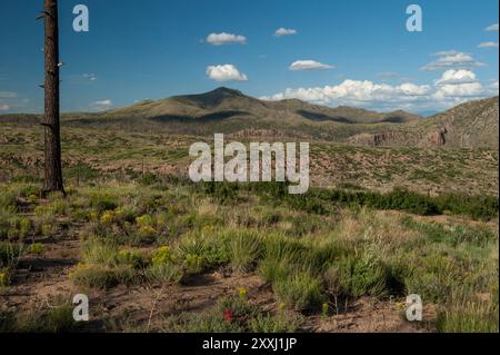 New Mexico's Jemez Mountains vier Jahre nach dem verheerenden Waldbrand von Las Conchas 2011. Der Gipfel mit einer Feuerwache ist Peter's Dome. Stockfoto