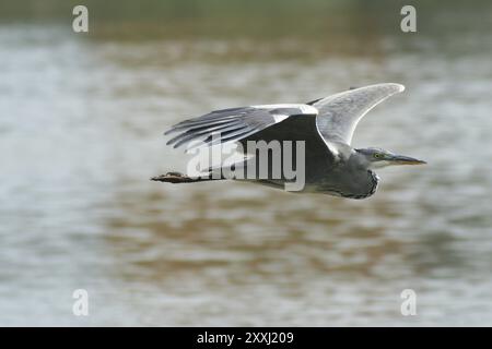 Junger grauer Reiher im Flug über den See Stockfoto