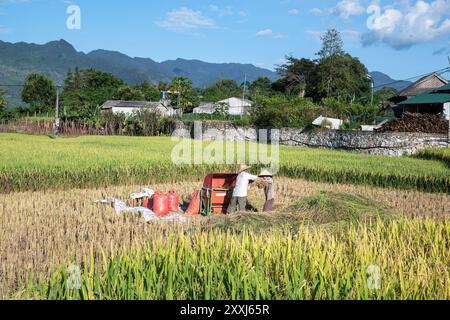 Ethnische Minderheit Tay Mann und Frau ernten Reis in Quan Ba, Provinz Ha Giang Vietnam Stockfoto