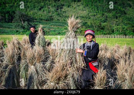 Ethnische Minderheit Tay Mann und Frau ernten Reis in Quan Ba, Provinz Ha Giang Vietnam Stockfoto