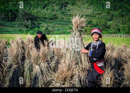 Ethnische Minderheit Tay Mann und Frau ernten Reis in Quan Ba, Provinz Ha Giang Vietnam Stockfoto