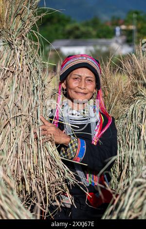 Ethnische Minderheit Tay Frau erntet Reis in Quan Ba, Provinz Ha Giang Vietnam Stockfoto