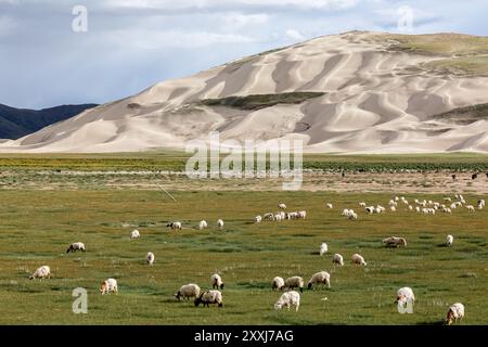 An einem sonnigen Tag grasen Schafe auf einer Ebene vor dem Hintergrund verschneite Berge Stockfoto