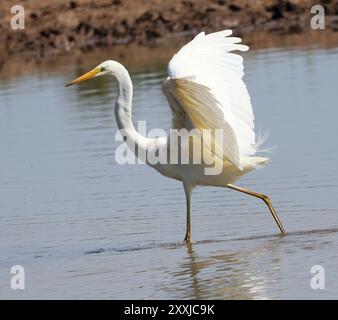 Ein großer Weißreiher (Ardea alba) im Slimbridge WWT Stockfoto