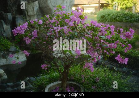 Topfpflanze von Bougainvillea spectabilis in einem Garten im Freien Stockfoto