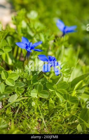 Enzian, Weidenenzian, Gentiana asclepiadea ist eine wunderschöne Bergblume Stockfoto