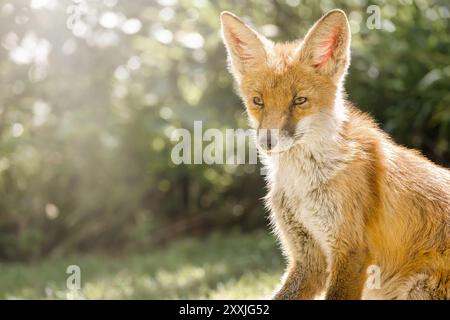 Romantisches, traumhaftes Porträt eines jungen Rotfuchses in der Sonne. Jungtier in freier Wildbahn. Leerzeichen kopieren, Text platzieren. Stockfoto