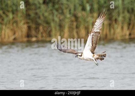 Osprey fliegt über Wasser Stockfoto