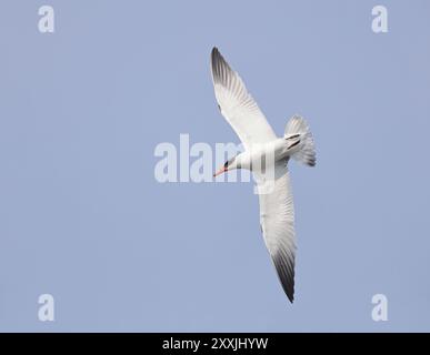 Kaspische Seeschwalbe im Flug Stockfoto