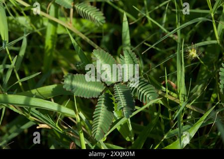 Mimosa pudica Pflanzenblatt in der Natur. Grünes Blatt. Naturkonzept. Stockfoto