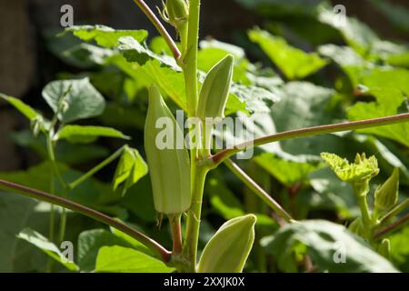 Frisches Okragemüse auf Pflanzen im Garten. Nahaufnahme von grünem Gemüse. Stockfoto