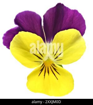 Studio-Aufnahme (Bild gestapelt) einer „violetten Flügel“-Viola-Blume vor weißem Hintergrund Stockfoto