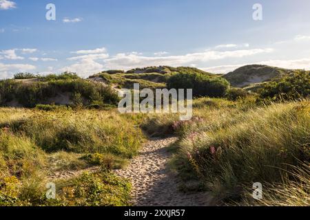 Marramgras und Wildblumen wachsen an einem sonnigen Sommerabend auf Sanddünen Stockfoto