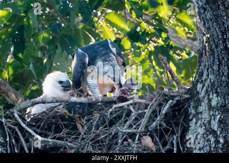 Harpy Eagle, Harpia Harpyja, füttert ihr 4 Monate altes Küken mit einem Kapuzineraffen, Alta Floresta, Amazonas, Brasilien Stockfoto