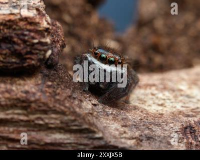 Braune springende Spinne auf dem Ast Stockfoto