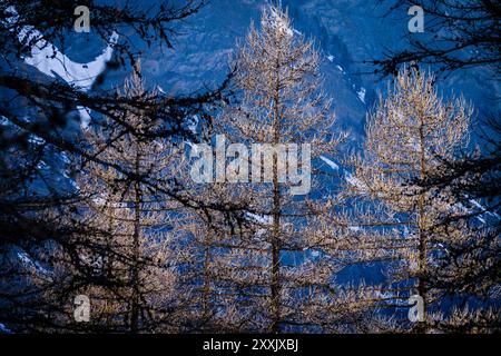 Guiltal, Alpen, Queyras Naturpark, Frankreich, Europa Stockfoto