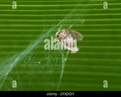 Mottenfliegen gefangen im Spinnennetz Stockfoto