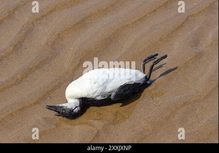 Ein toter erwachsener Guillemot ist am Strand an Land gespült. Die Brutkolonie in der Nähe bedeutet, dass es ein Hinweis auf die Ausbreitung der Vogelgrippe-Pandemie sein könnte Stockfoto