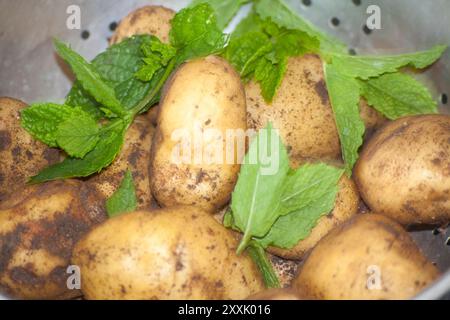 Kartoffeln (Solanum tuberosum) Runner Bohnen (phaseolus coccineus) und Minze (Mentha) frisch aus dem Familiengarten in den Sommermonaten. Stockfoto