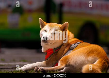 Shiba inu Hund, der sich in der Sonne entspannt Stockfoto