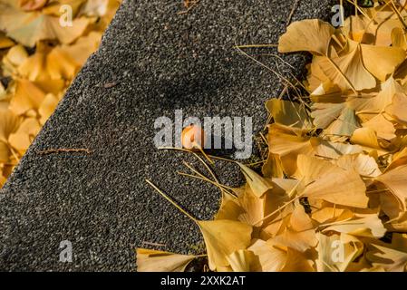 Herbstlicher Ginkgo Blätter in Japan. Stockfoto