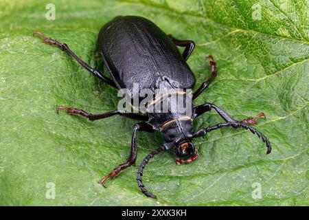 Schwarzer Langhornkäfer, Prionus coriarius auf grünem Blatt, Makroaufnahme eines schwarzen Käfers, auch bekannt als Tanner oder sawyer Stockfoto