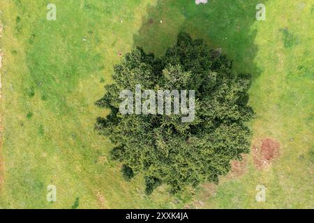 Einsamer Tannenbaum in einer Waldlichtung, Blick von der Drohne aus der Luft. Immergrüner Nadelbaum auf grünem Gras, Frühlingssaison Stockfoto