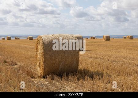 Benfleet, Großbritannien. August 2024. Auf einem Bauernfeld mit Blick auf die Mündung der Themse in Richtung Kent warten runde Strohballen auf die Sammlung. Die Temperaturen liegen bei ca. 20 °C. Sie sind hell und sonnig und haben eine frische Brise. Die Farm gehört der Heilsarmee, die ihre Absicht bestätigt hat, Häuser auf dem Land zu bauen. Die konservative Abgeordnete von Castle Point, Rebecca Harris, lehnt den Plan der Heilsarmee vollständig ab, nachdem sie an die Bewohner geschrieben hatten, dass sie das Land für den lokalen Plan vorgeschlagen hatten. Penelope Barritt/Alamy Live News Stockfoto