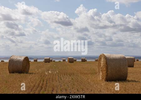 Benfleet, Großbritannien. August 2024. Auf einem Bauernfeld mit Blick auf die Mündung der Themse in Richtung Kent warten runde Strohballen auf die Sammlung. Die Temperaturen liegen bei ca. 20 °C. Sie sind hell und sonnig und haben eine frische Brise. Die Farm gehört der Heilsarmee, die ihre Absicht bestätigt hat, Häuser auf dem Land zu bauen. Die konservative Abgeordnete von Castle Point, Rebecca Harris, lehnt den Plan der Heilsarmee vollständig ab, nachdem sie an die Bewohner geschrieben hatten, dass sie das Land für den lokalen Plan vorgeschlagen hatten. Penelope Barritt/Alamy Live News Stockfoto