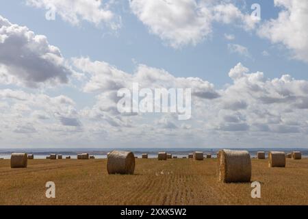 Benfleet, Großbritannien. August 2024. Auf einem Bauernfeld mit Blick auf die Mündung der Themse in Richtung Kent warten runde Strohballen auf die Sammlung. Die Temperaturen liegen bei ca. 20 °C. Sie sind hell und sonnig und haben eine frische Brise. Die Farm gehört der Heilsarmee, die ihre Absicht bestätigt hat, Häuser auf dem Land zu bauen. Die konservative Abgeordnete von Castle Point, Rebecca Harris, lehnt den Plan der Heilsarmee vollständig ab, nachdem sie an die Bewohner geschrieben hatten, dass sie das Land für den lokalen Plan vorgeschlagen hatten. Penelope Barritt/Alamy Live News Stockfoto