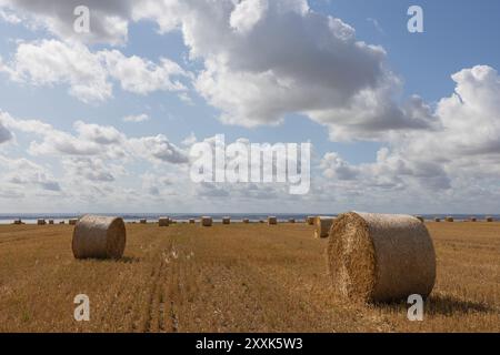 Benfleet, Großbritannien. August 2024. Auf einem Bauernfeld mit Blick auf die Mündung der Themse in Richtung Kent warten runde Strohballen auf die Sammlung. Die Temperaturen liegen bei ca. 20 °C. Sie sind hell und sonnig und haben eine frische Brise. Die Farm gehört der Heilsarmee, die ihre Absicht bestätigt hat, Häuser auf dem Land zu bauen. Die konservative Abgeordnete von Castle Point, Rebecca Harris, lehnt den Plan der Heilsarmee vollständig ab, nachdem sie an die Bewohner geschrieben hatten, dass sie das Land für den lokalen Plan vorgeschlagen hatten. Penelope Barritt/Alamy Live News Stockfoto