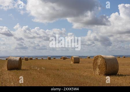 Benfleet, Großbritannien. August 2024. Auf einem Bauernfeld mit Blick auf die Mündung der Themse in Richtung Kent warten runde Strohballen auf die Sammlung. Die Temperaturen liegen bei ca. 20 °C. Sie sind hell und sonnig und haben eine frische Brise. Die Farm gehört der Heilsarmee, die ihre Absicht bestätigt hat, Häuser auf dem Land zu bauen. Die konservative Abgeordnete von Castle Point, Rebecca Harris, lehnt den Plan der Heilsarmee vollständig ab, nachdem sie an die Bewohner geschrieben hatten, dass sie das Land für den lokalen Plan vorgeschlagen hatten. Penelope Barritt/Alamy Live News Stockfoto