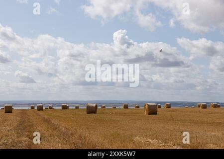 Benfleet, Großbritannien. August 2024. Auf einem Bauernfeld mit Blick auf die Mündung der Themse in Richtung Kent warten runde Strohballen auf die Sammlung. Die Temperaturen liegen bei ca. 20 °C. Sie sind hell und sonnig und haben eine frische Brise. Die Farm gehört der Heilsarmee, die ihre Absicht bestätigt hat, Häuser auf dem Land zu bauen. Die konservative Abgeordnete von Castle Point, Rebecca Harris, lehnt den Plan der Heilsarmee vollständig ab, nachdem sie an die Bewohner geschrieben hatten, dass sie das Land für den lokalen Plan vorgeschlagen hatten. Penelope Barritt/Alamy Live News Stockfoto