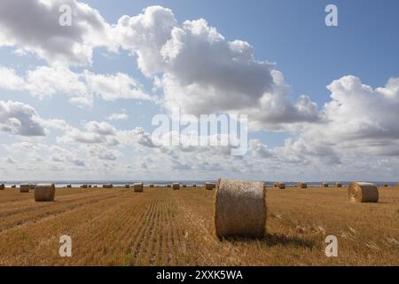 Benfleet, Großbritannien. August 2024. Auf einem Bauernfeld mit Blick auf die Mündung der Themse in Richtung Kent warten runde Strohballen auf die Sammlung. Die Temperaturen liegen bei ca. 20 °C. Sie sind hell und sonnig und haben eine frische Brise. Die Farm gehört der Heilsarmee, die ihre Absicht bestätigt hat, Häuser auf dem Land zu bauen. Die konservative Abgeordnete von Castle Point, Rebecca Harris, lehnt den Plan der Heilsarmee vollständig ab, nachdem sie an die Bewohner geschrieben hatten, dass sie das Land für den lokalen Plan vorgeschlagen hatten. Penelope Barritt/Alamy Live News Stockfoto