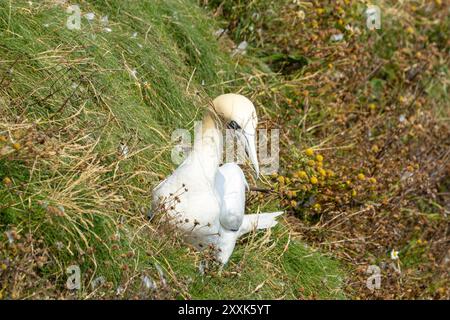 Während der Brutsaison sammeln die Elternvögel regelmäßig Gras von den Klippenspitzen, um das Nest zu säumen, das sonst stark verschmutzt würde Stockfoto