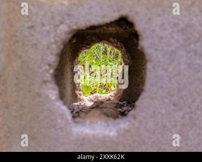 Loch in einer Betonmauer, durch die wilde Pflanzen zu sehen sind. Stockfoto