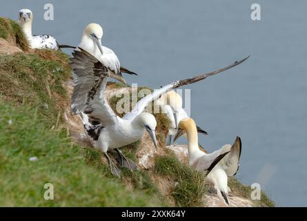 Während der Brutsaison sammeln die Elternvögel regelmäßig Gras von den Klippenspitzen, um das Nest zu säumen, das sonst stark verschmutzt würde Stockfoto