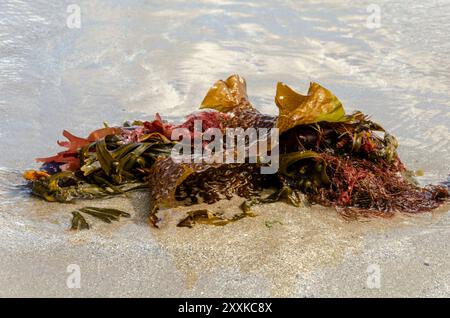 Eine Mischung aus verschiedenen Arten und Farben von Algen, die bei eintretender Flut in Ballywalter Co Down aufgespült werden Stockfoto