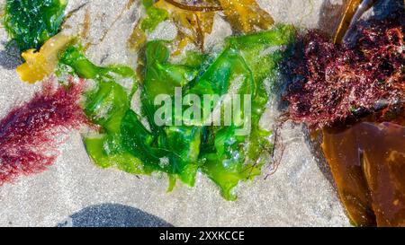 Salat (Ulva lactuca) am Strand von Ballywalter, umgeben von anderen Algen in verschiedenen Farben Stockfoto