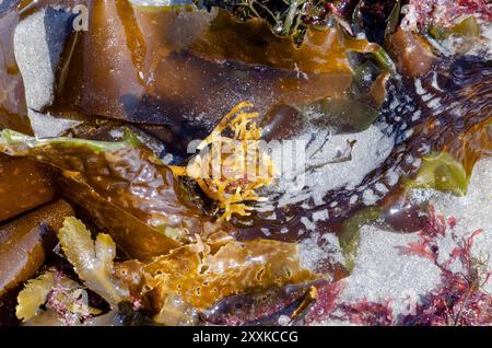 Seetang wurde bei Flut in Ballywalter Co Down gespült Stockfoto