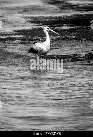 Anmutige Jagd: Weißstorch Vogel im See Wasser und Felsensandstrand, im Urlaub - Sommer Vibes. Ciconia Ciconia Schwarz-weiß. Stockfoto