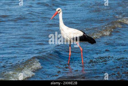 Anmutige Jagd: Weißstorch Vogel im Lake Water on Holiday - Sommerstimmung. Ciconia Ciconia Stockfoto