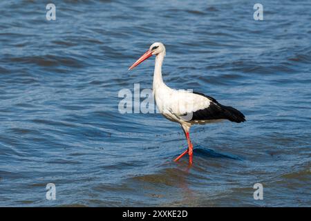 Anmutige Jagd: Weißstorch Vogel im Lake Water on Holiday - Sommerstimmung. Ciconia Ciconia Stockfoto